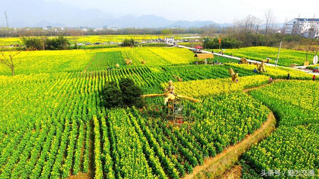 鸟瞰浙江仙居油菜花田景如画