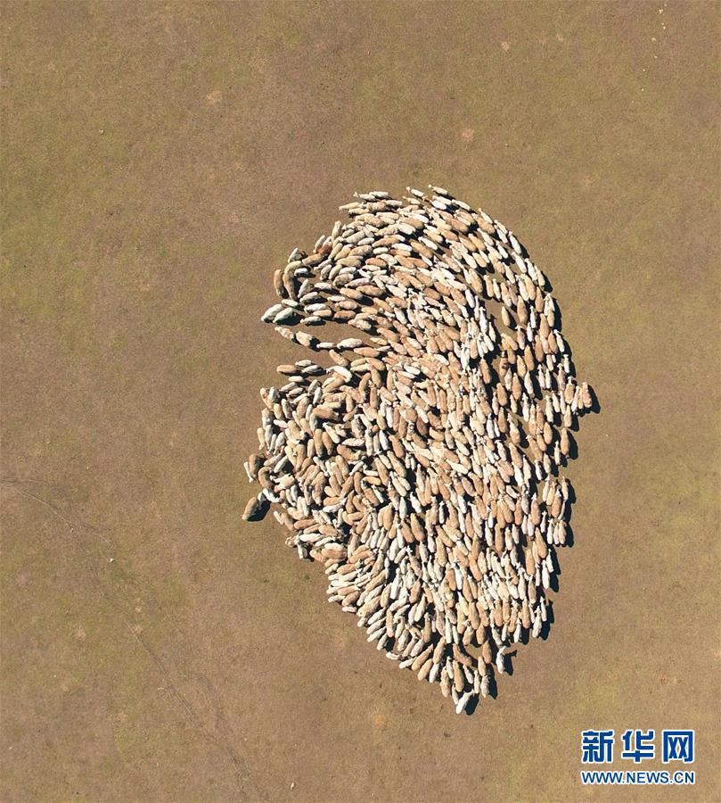（生态）（4）jrs直播极速体育_nba直播 极速体育_极速体育吧呼伦贝尔大草原