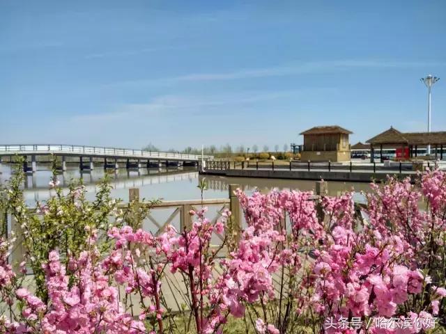 哈尔滨新景：江河之间有一座“莲花岛”，站在58米高的观音脚下