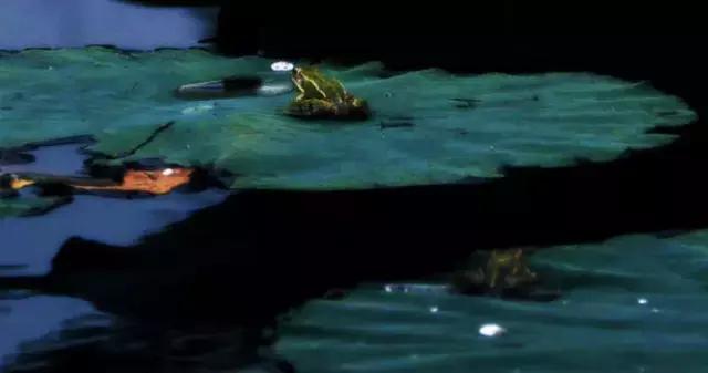 雨中桃花潭，美成了诗！