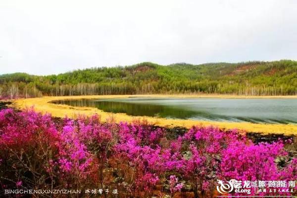 知道中国最大最美的兴安杜鹃花海在哪里吗？