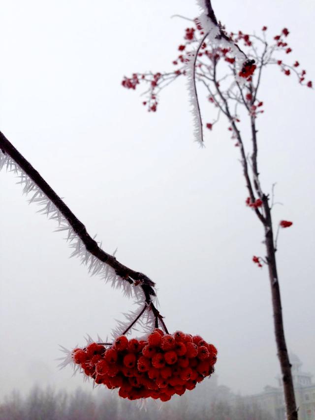 黑龙江：牡丹江雾凇美景