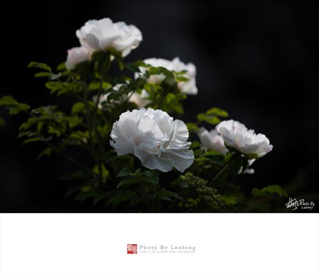 国色天香--牡丹花开动申城