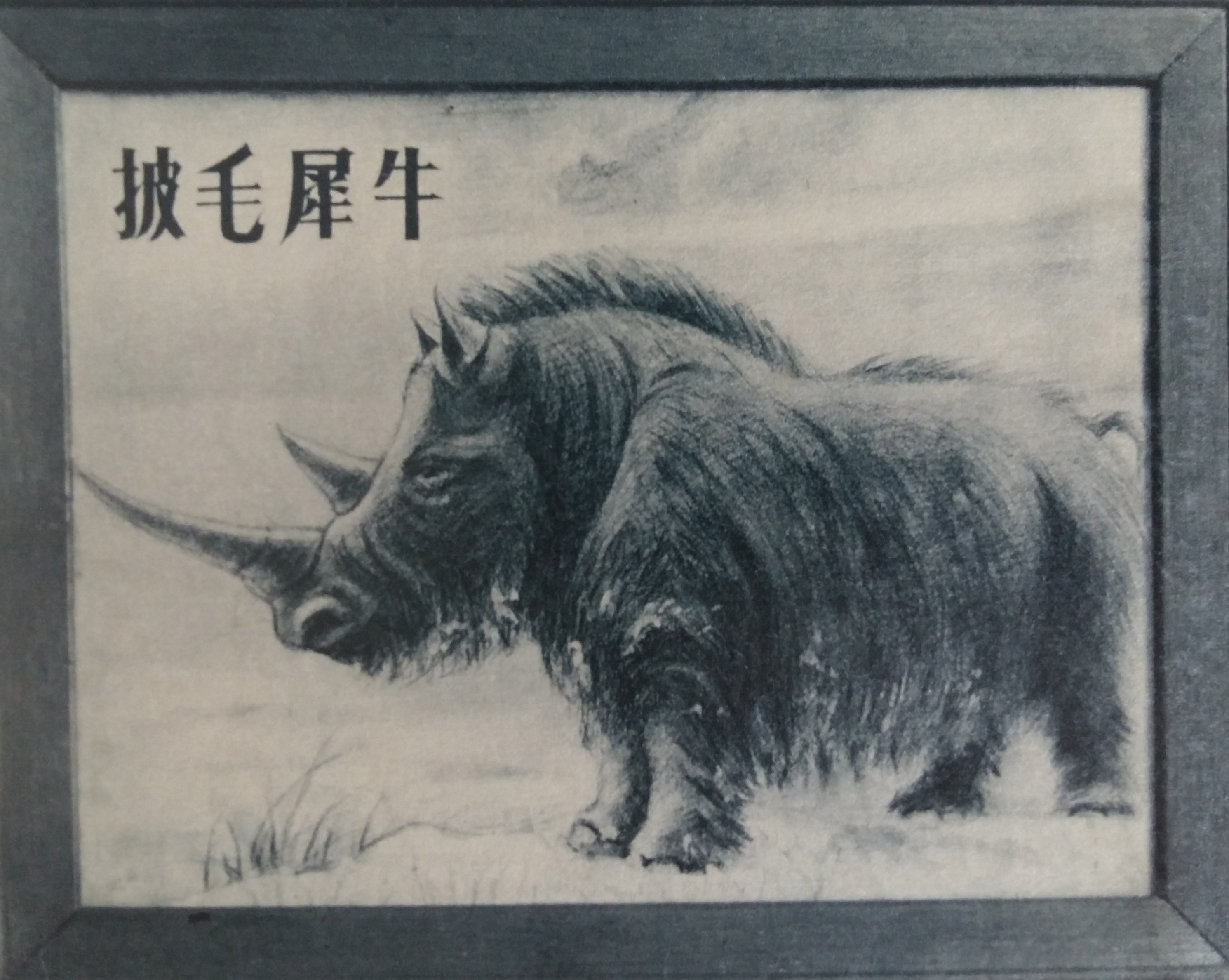 披毛犀牛