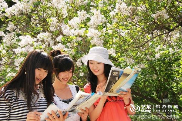 五月，冰城紫色浪漫的最美时光