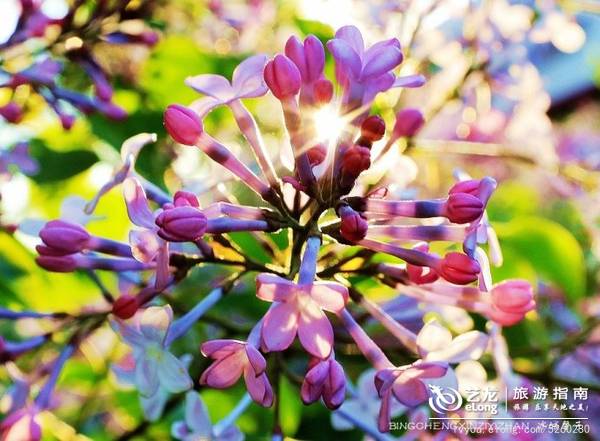 五月芬芳，去伏尔加庄园赴一场春花的烂漫