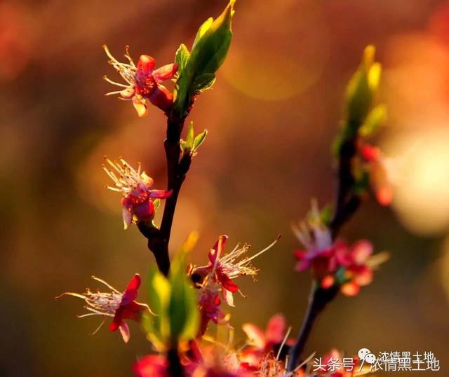 光影世界 吴永江：是谁描化了这绮丽的红妆