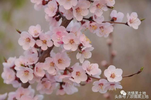 光影世界 吴永江：是谁描化了这绮丽的红妆