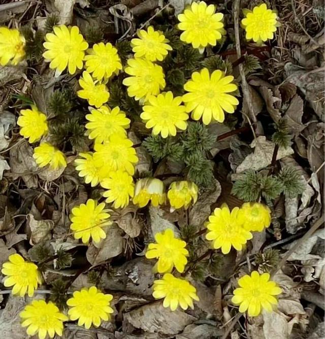 黑土地的光荣和骄傲—冰凌花