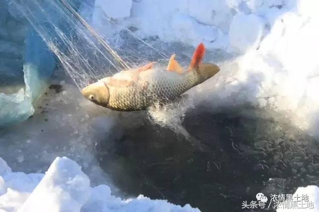 张金利：打鱼趣事