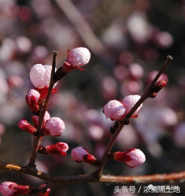 光影世界 吴永江：是谁描化了这绮丽的红妆