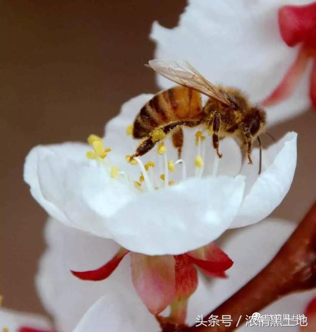 光影世界 吴永江：是谁描化了这绮丽的红妆