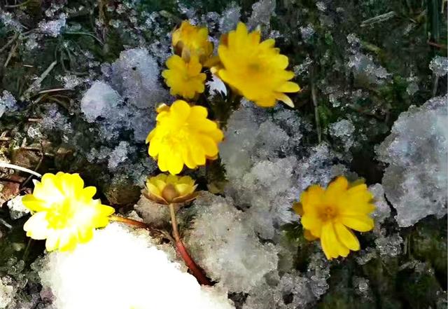 黑土地的光荣和骄傲—冰凌花