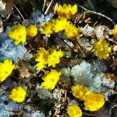 黑土地的光荣和骄傲—冰凌花