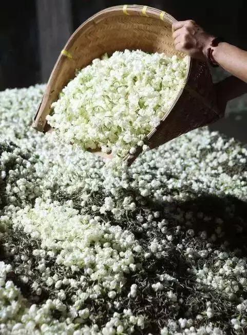 淡茶，浓情