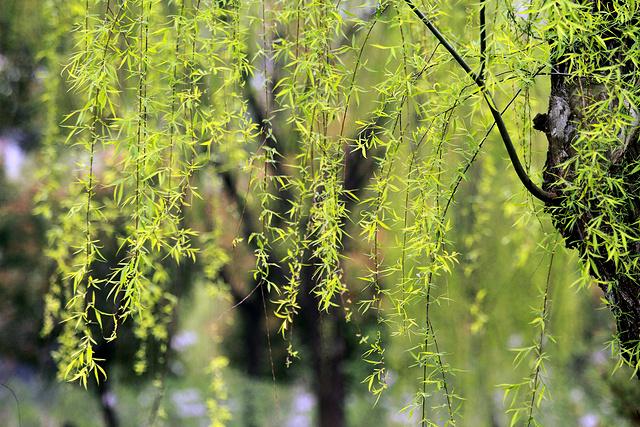 「黑土地」春的诗篇